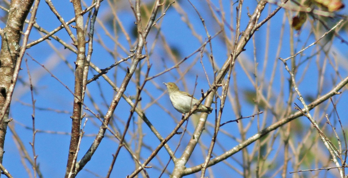 Thick-billed Flowerpecker - Mark  Hogarth
