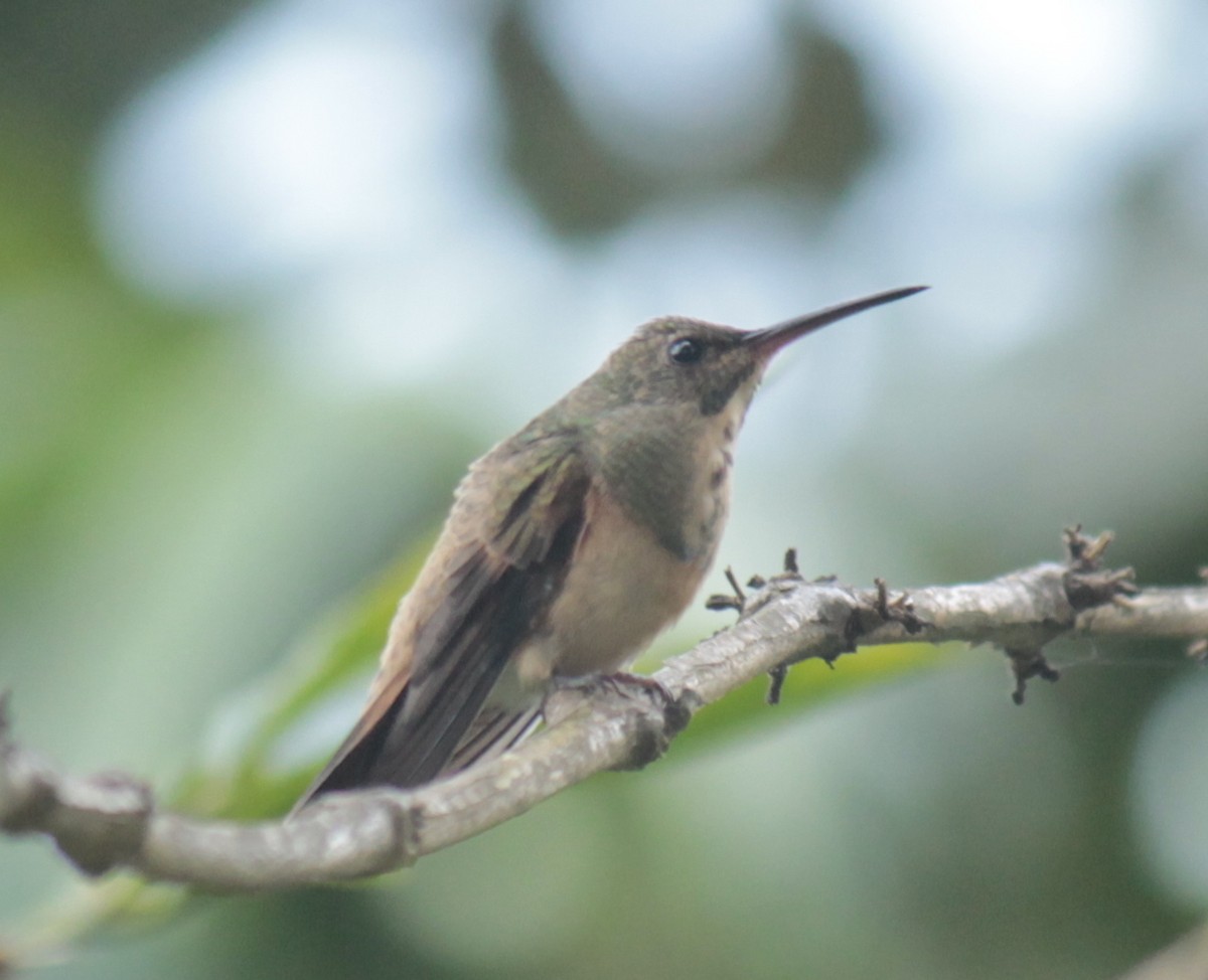 Chestnut-bellied Hummingbird - ML202739481