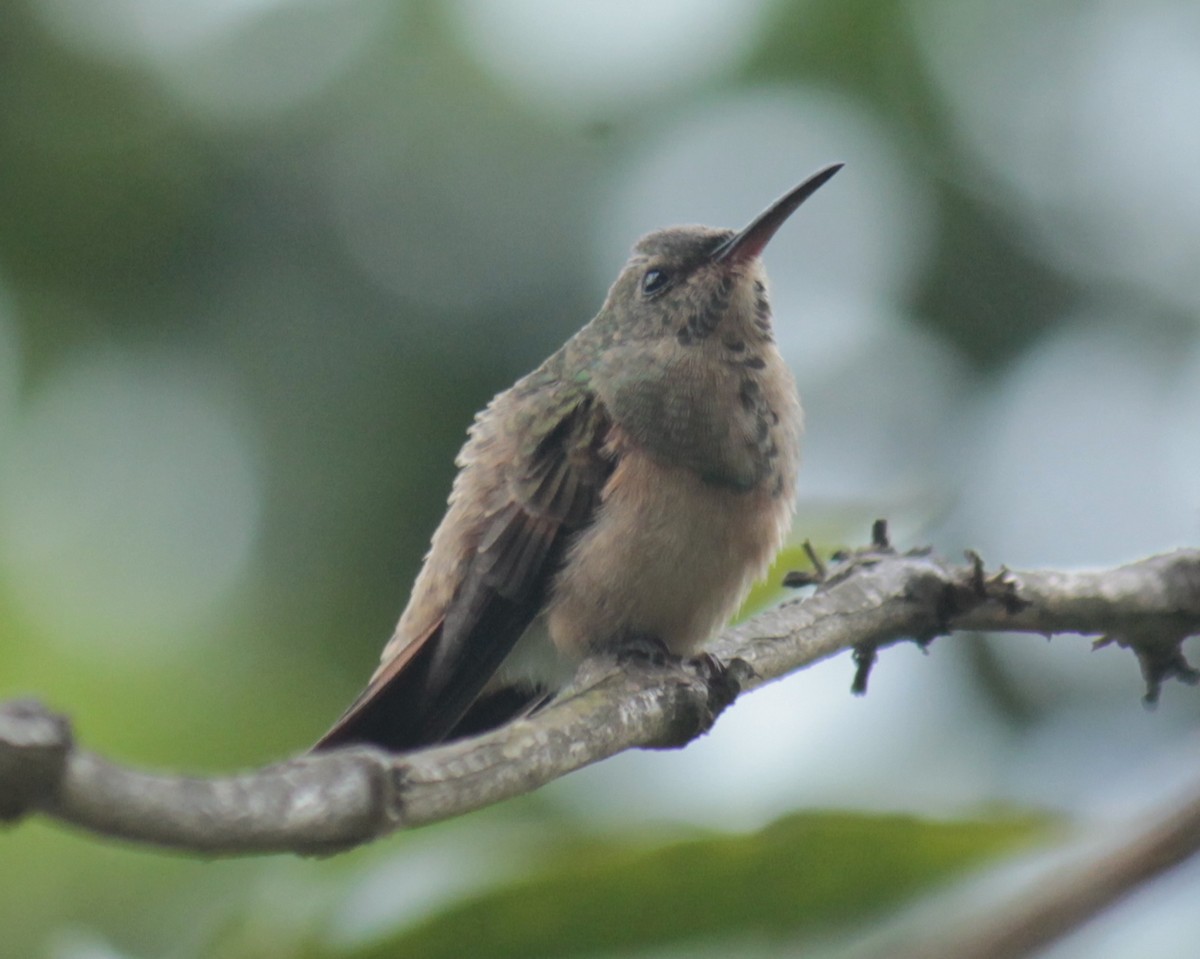 Chestnut-bellied Hummingbird - ML202739521