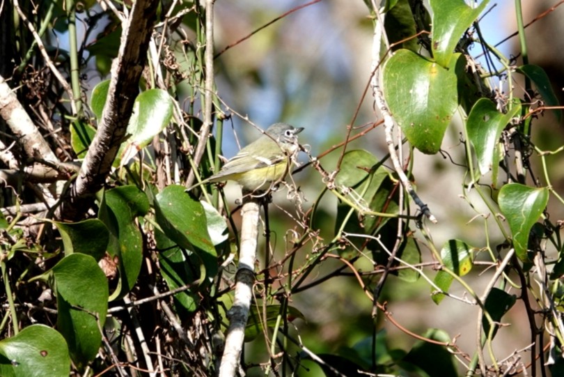 Graukopfvireo - ML202740091