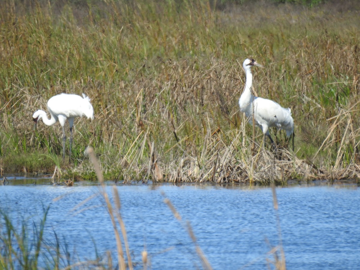 Grulla Trompetera - ML202740441
