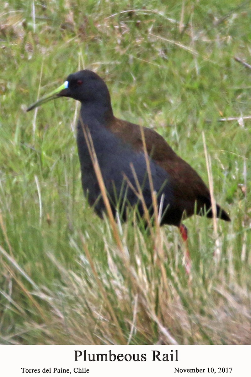 Plumbeous Rail - ML202740471