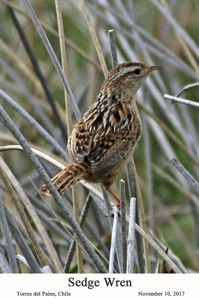 Grass Wren - William Parkin