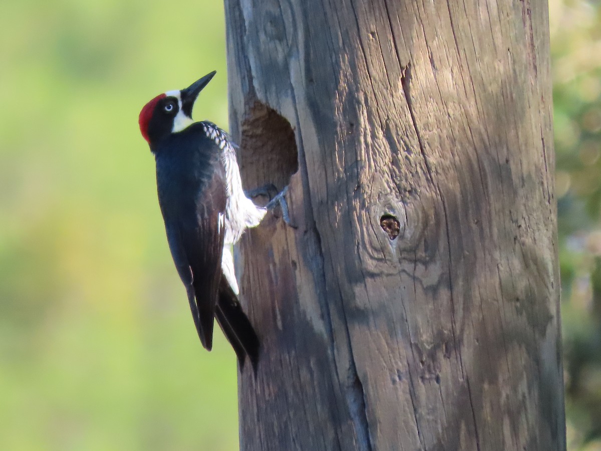 Acorn Woodpecker - ML202742421