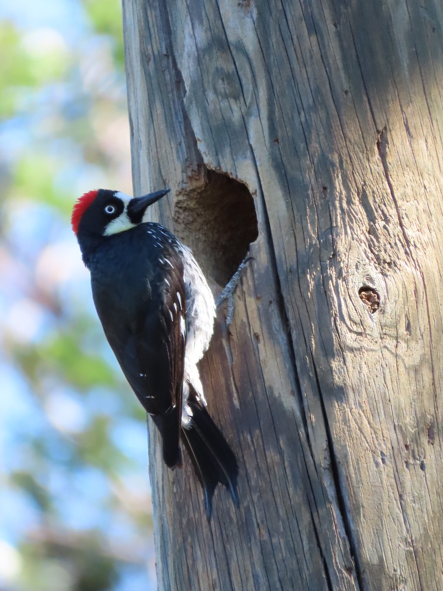 Acorn Woodpecker - ML202742591