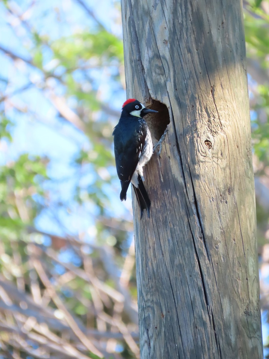 Acorn Woodpecker - ML202742641