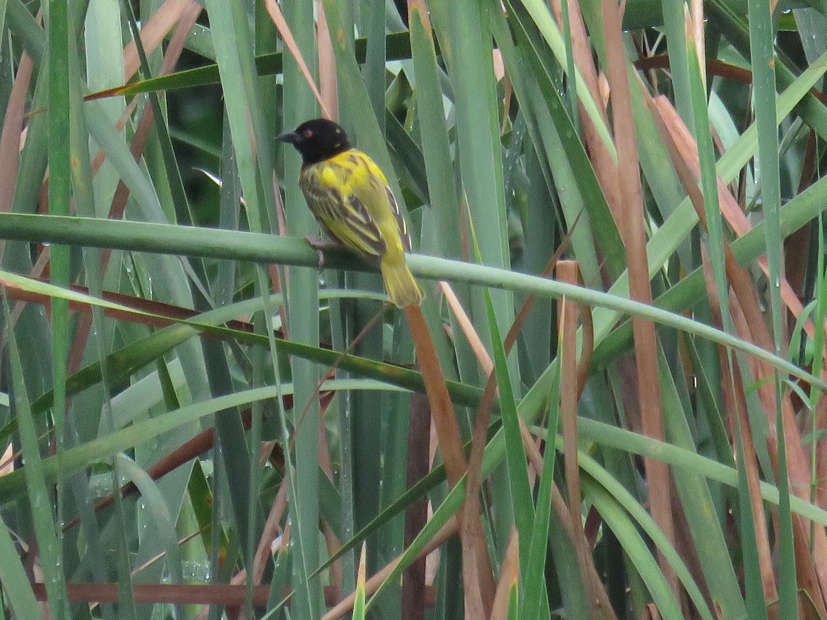 Golden-backed Weaver - ML202743361