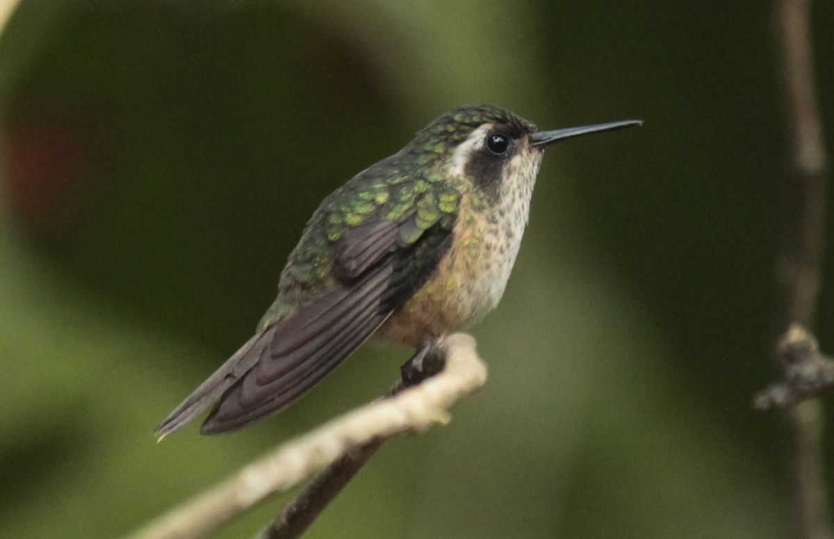 Speckled Hummingbird - ML202744401