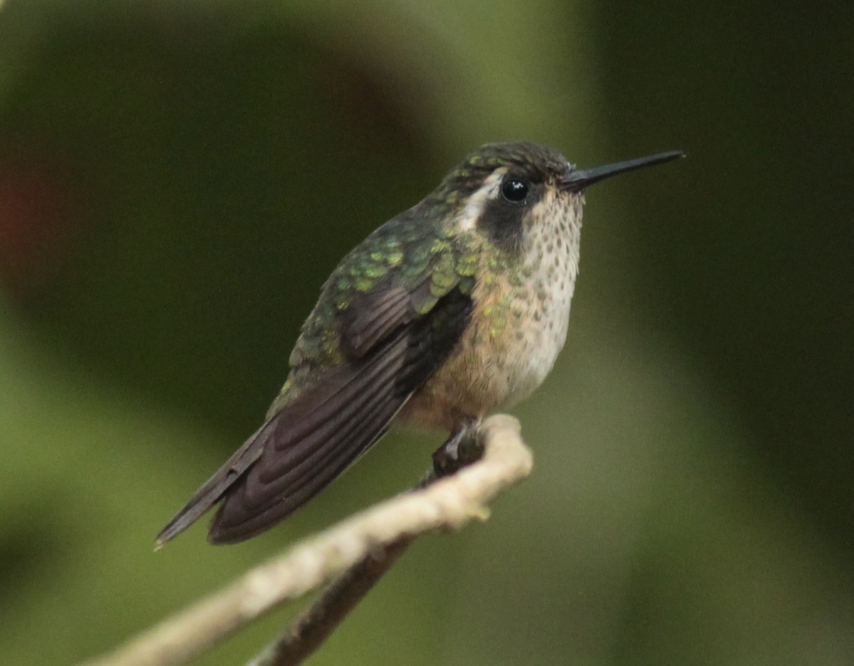 Speckled Hummingbird - ML202744471