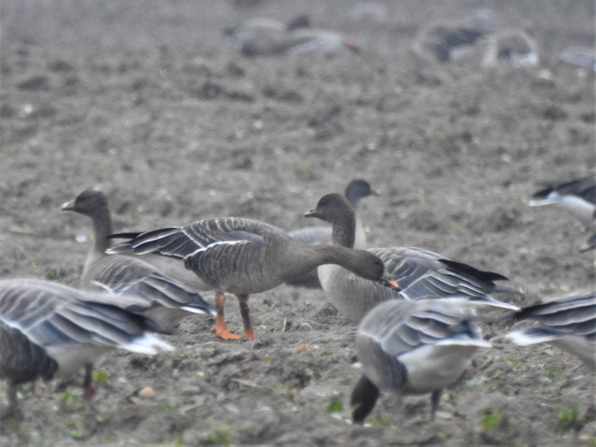 Tundra Bean-Goose - Ryan Irvine