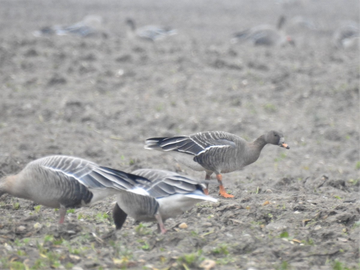 Tundra Bean-Goose - Ryan Irvine