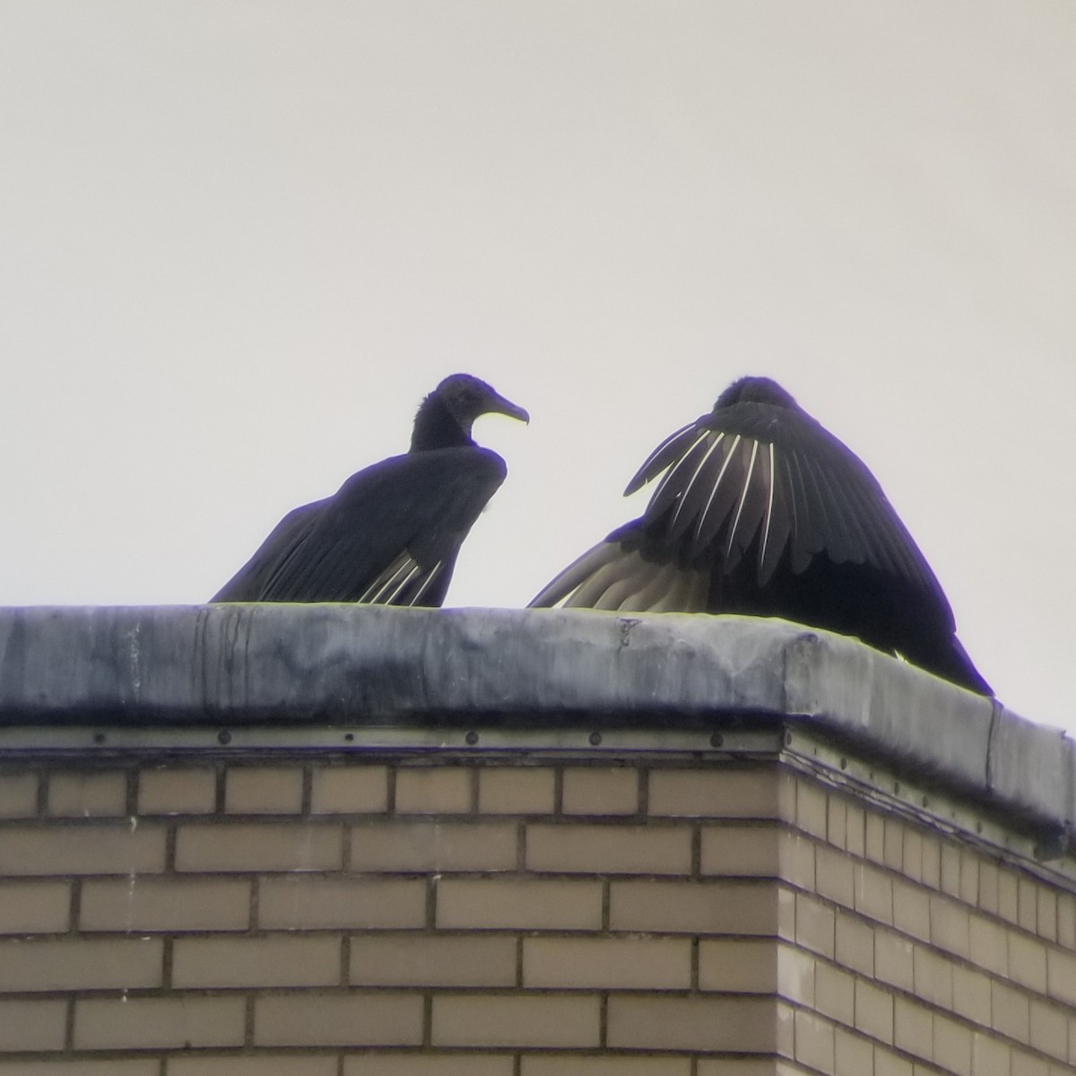 Black Vulture - Tom Kerr