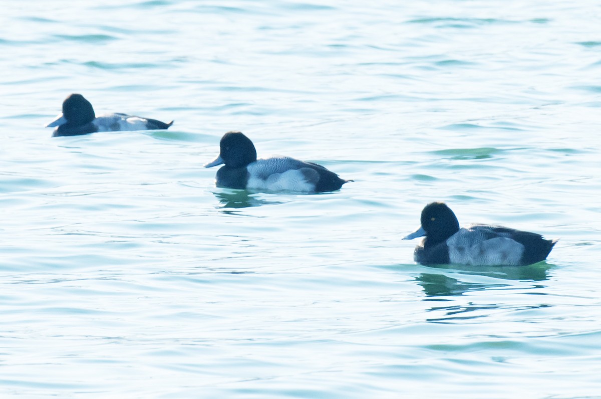 Lesser Scaup - ML202746791