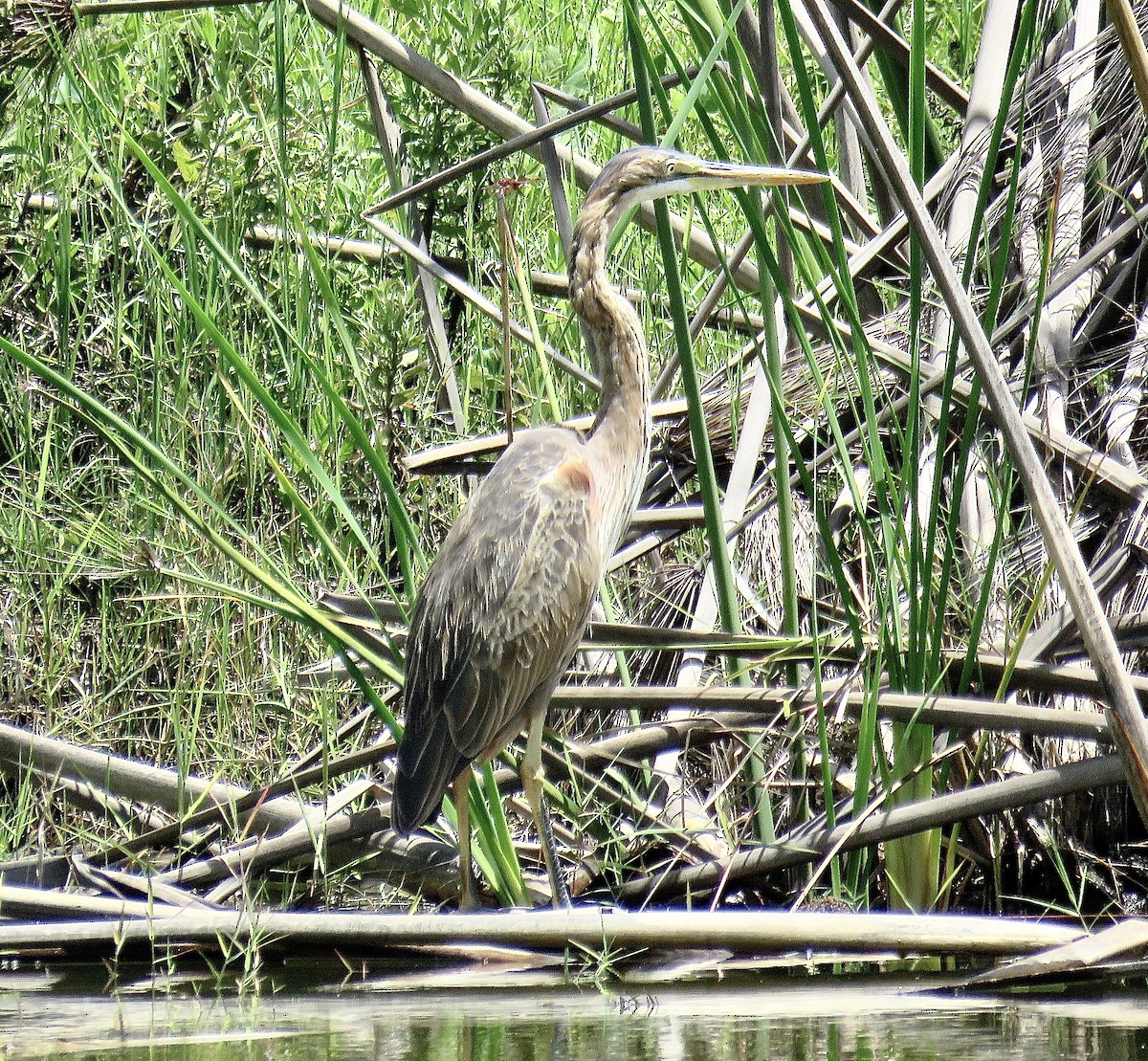 Purple Heron - ML202746801