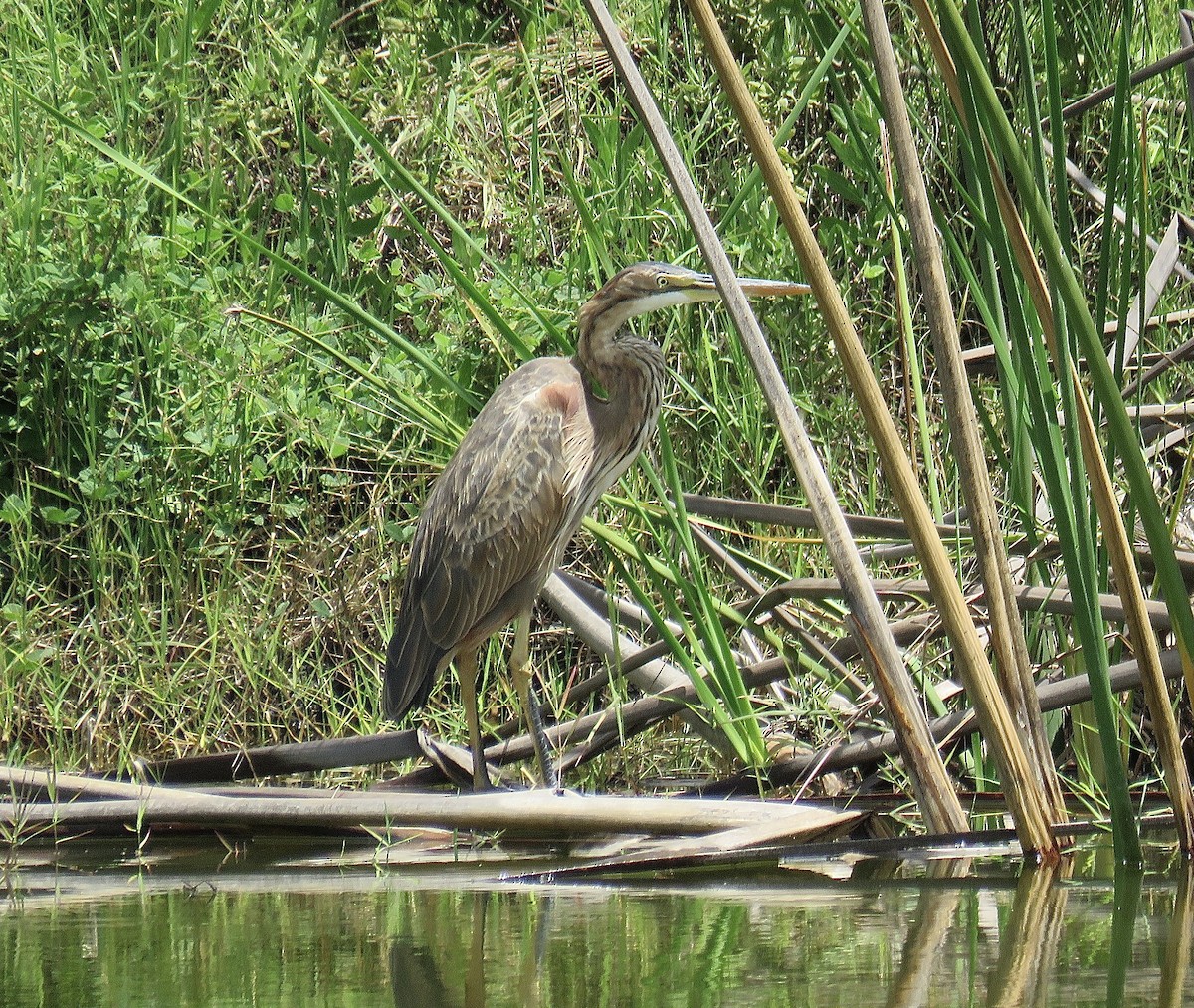 Purple Heron - ML202746811