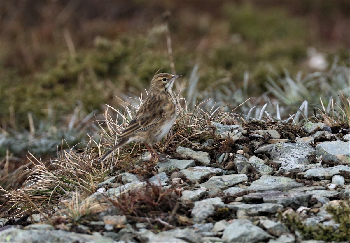 Australian Pipit - ML202747051