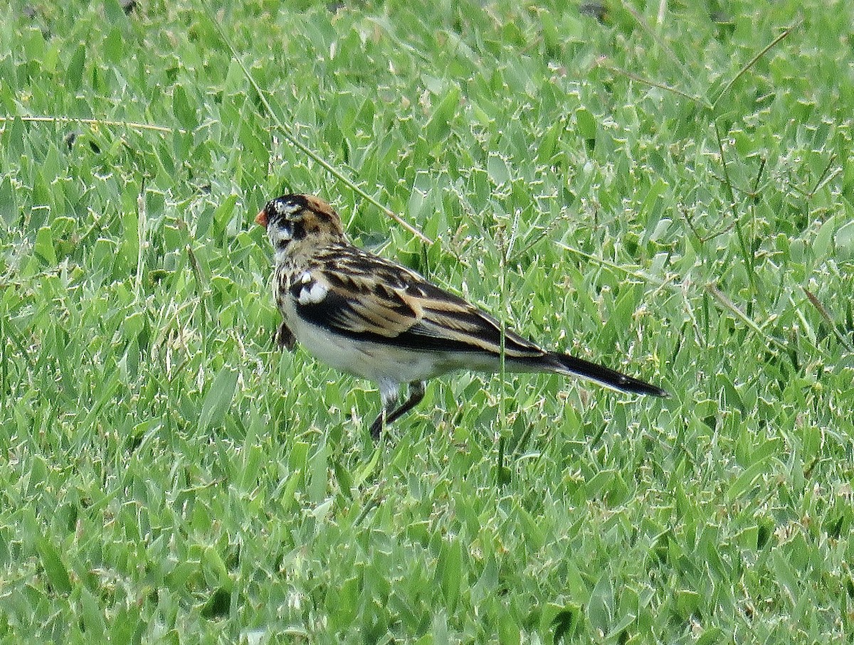 Pin-tailed Whydah - Howard Laidlaw