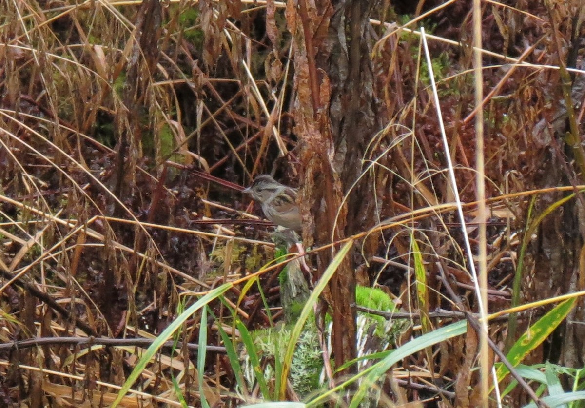 Swamp Sparrow - ML202747651
