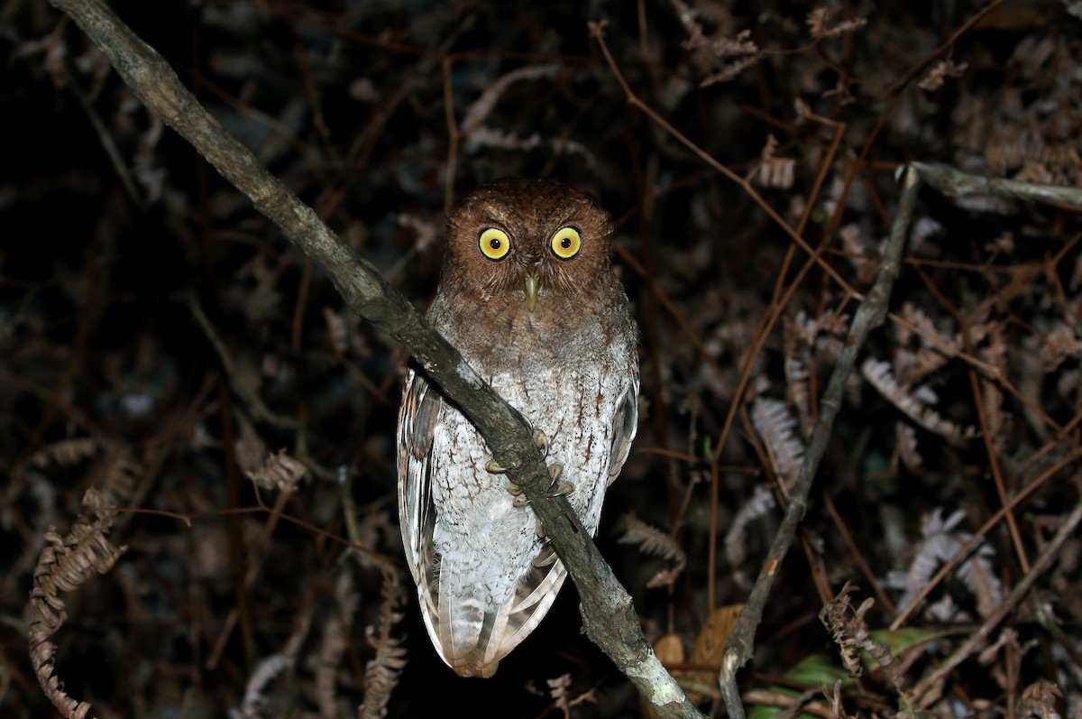 Choco Screech-Owl - Jay McGowan