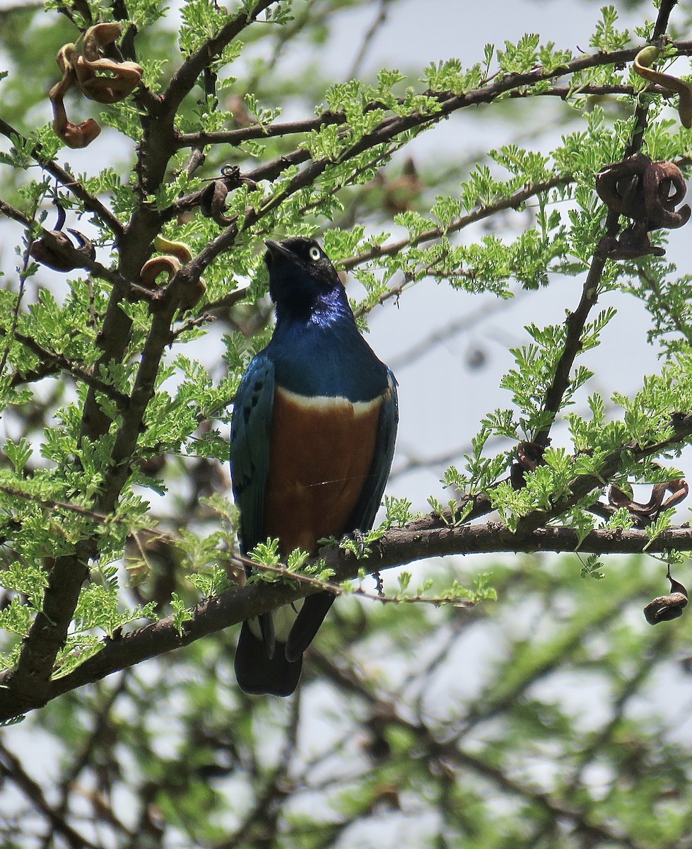 Superb Starling - ML202748641