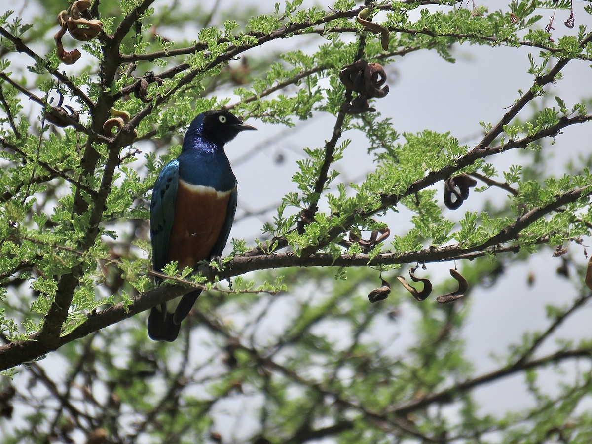 Superb Starling - ML202748671