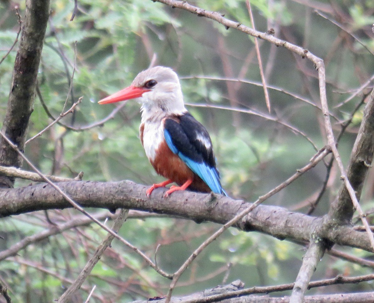 Gray-headed Kingfisher - ML202749251