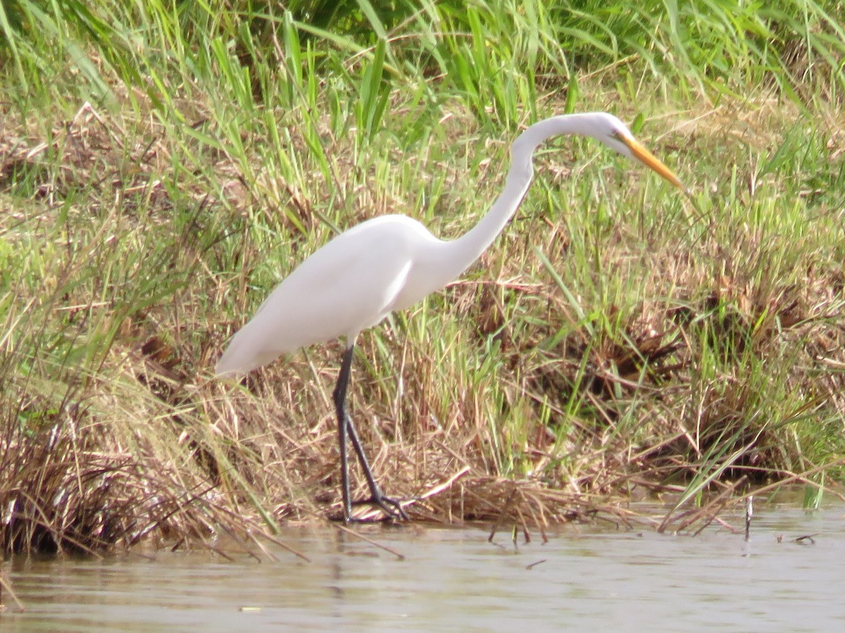 Great Egret - ML202749411