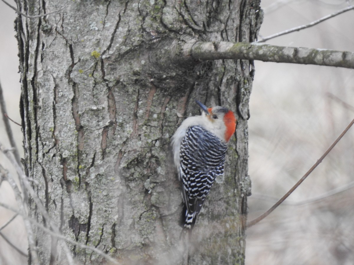Red-bellied Woodpecker - ML202749871