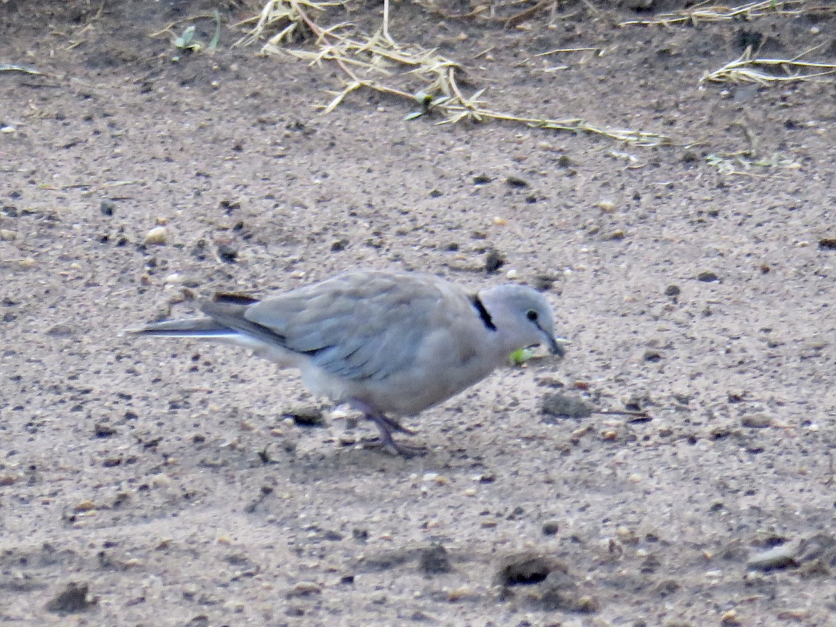 Ring-necked Dove - ML202750441