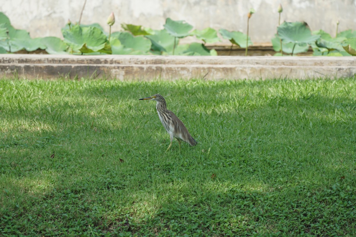 pond-heron sp. - Sutthikhun Phaengphongsai