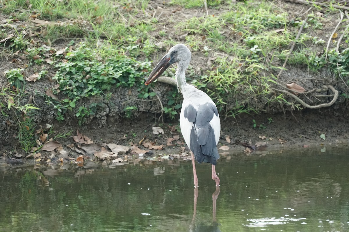 Asian Openbill - ML202752161