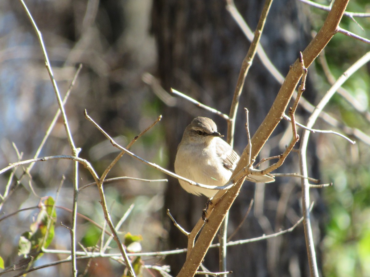 Northern Mockingbird - ML202753141