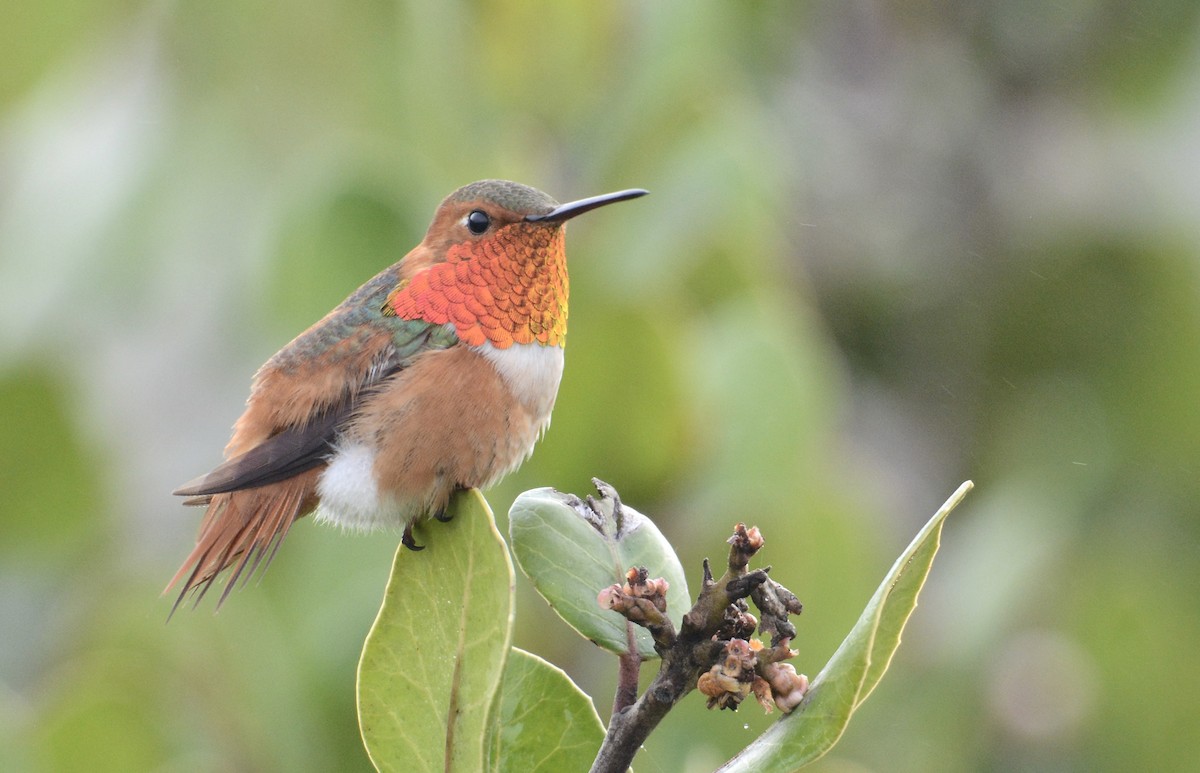 Allen's Hummingbird - ML202754231