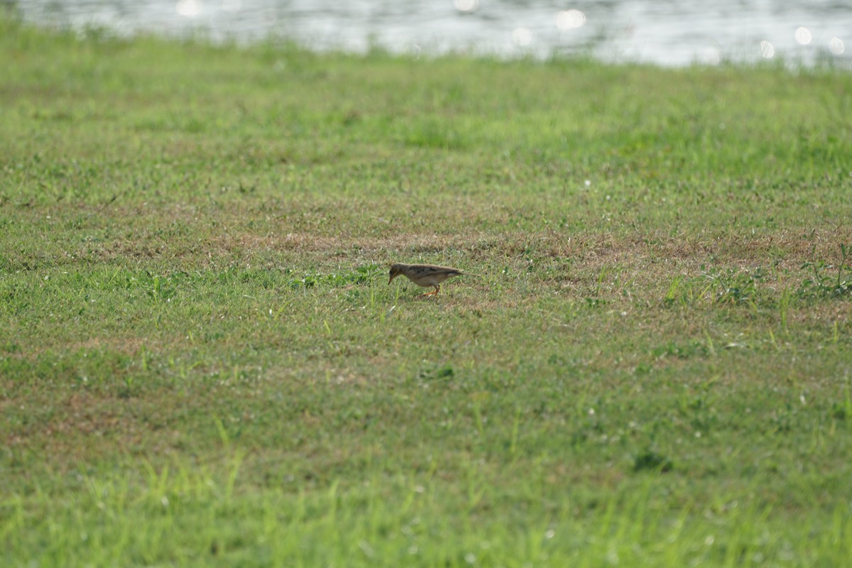 Paddyfield Pipit - ML202754351