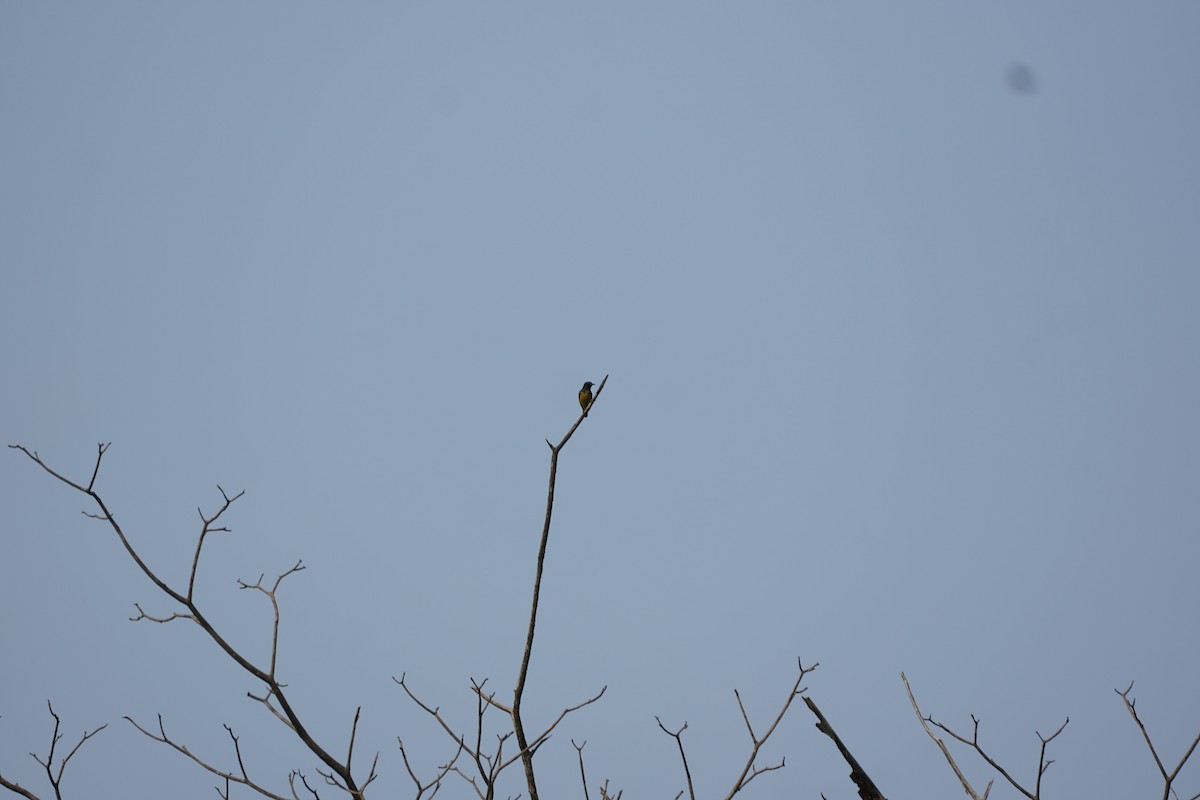 Brown-throated Sunbird - Sutthikhun Phaengphongsai