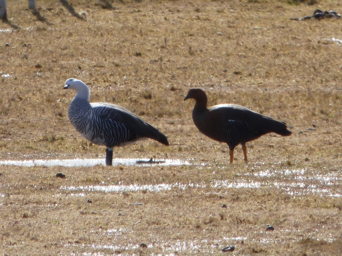 Upland Goose - ML202755091