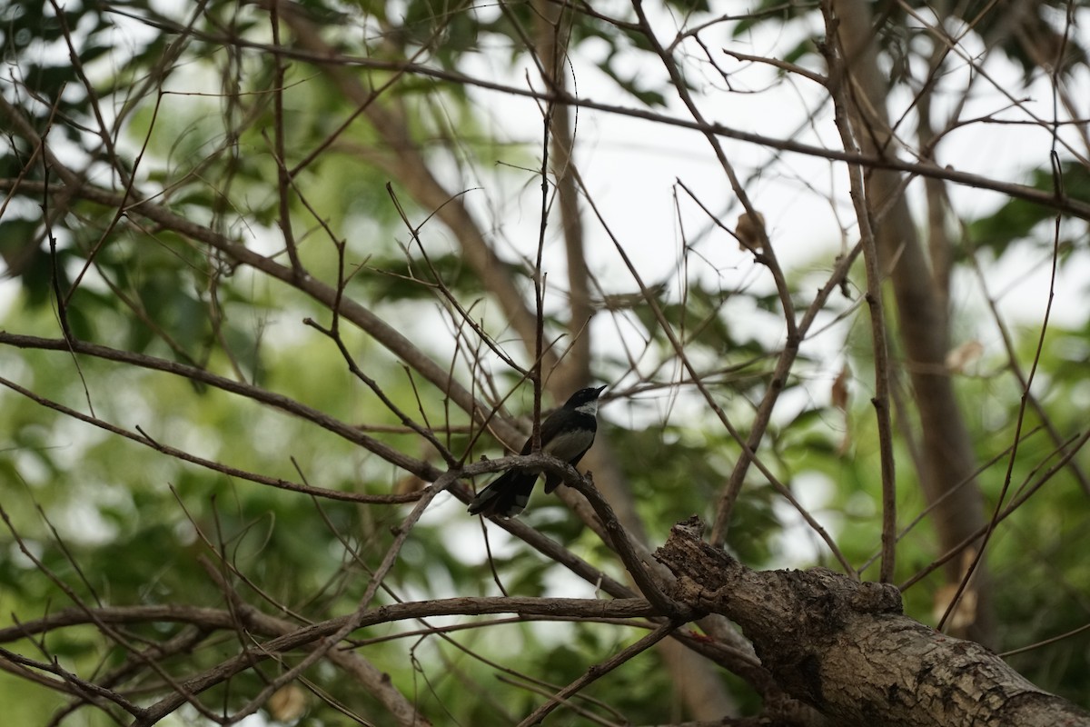 Malaysian Pied-Fantail - ML202755191