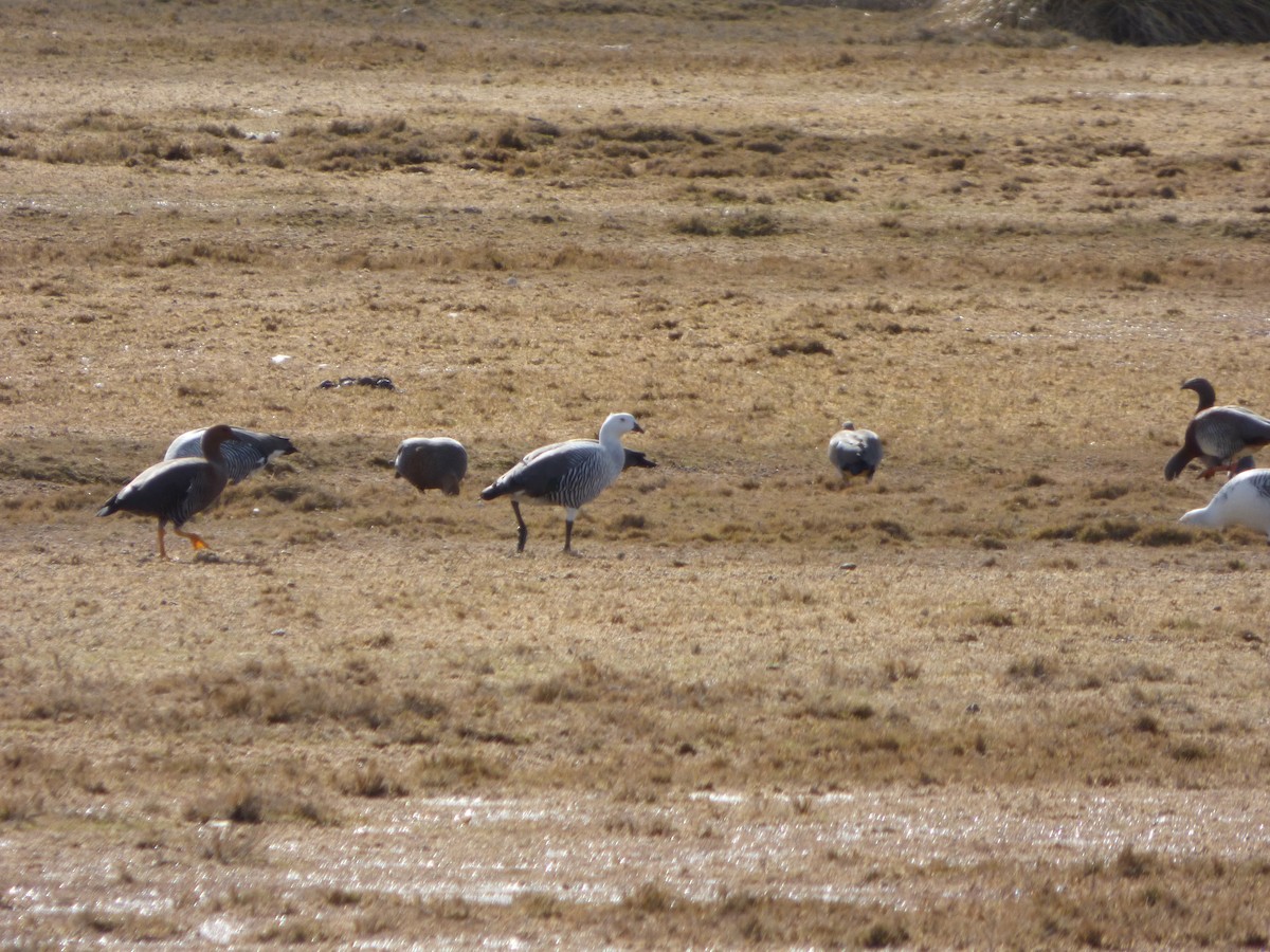 Upland Goose - ML202755251