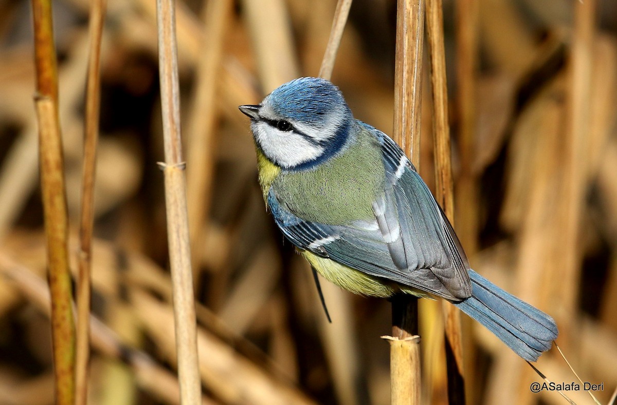 Eurasian Blue Tit - ML202755571