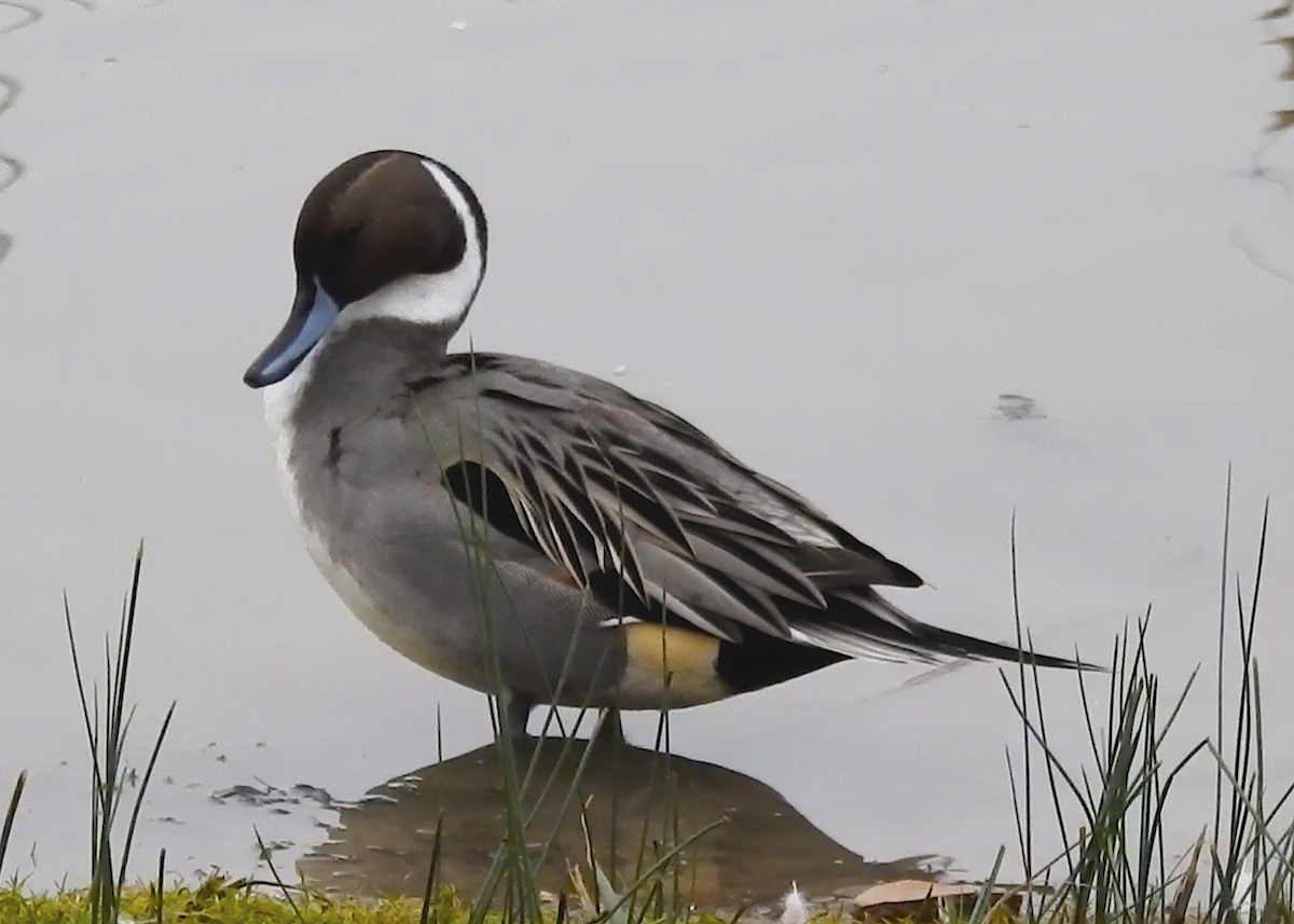 Northern Pintail - ML202755731