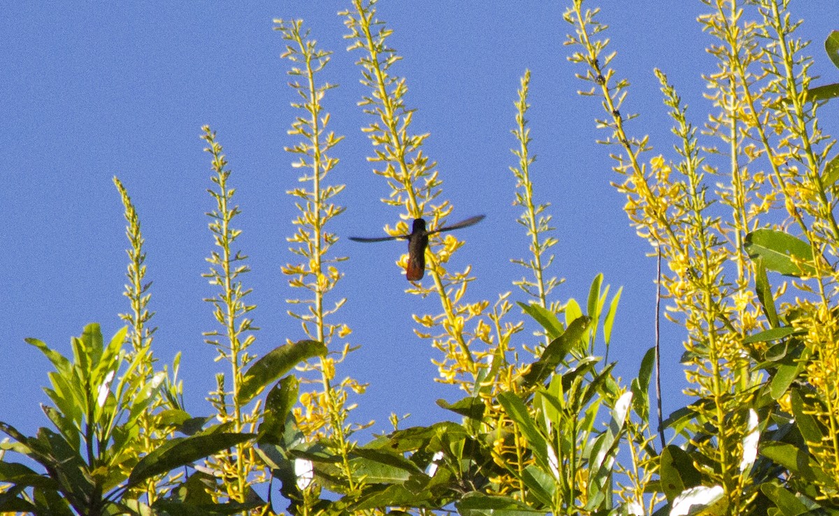 Colibrí Rubí - ML202756631