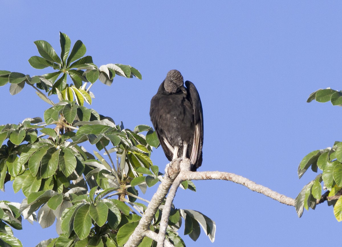 Black Vulture - ML202756761