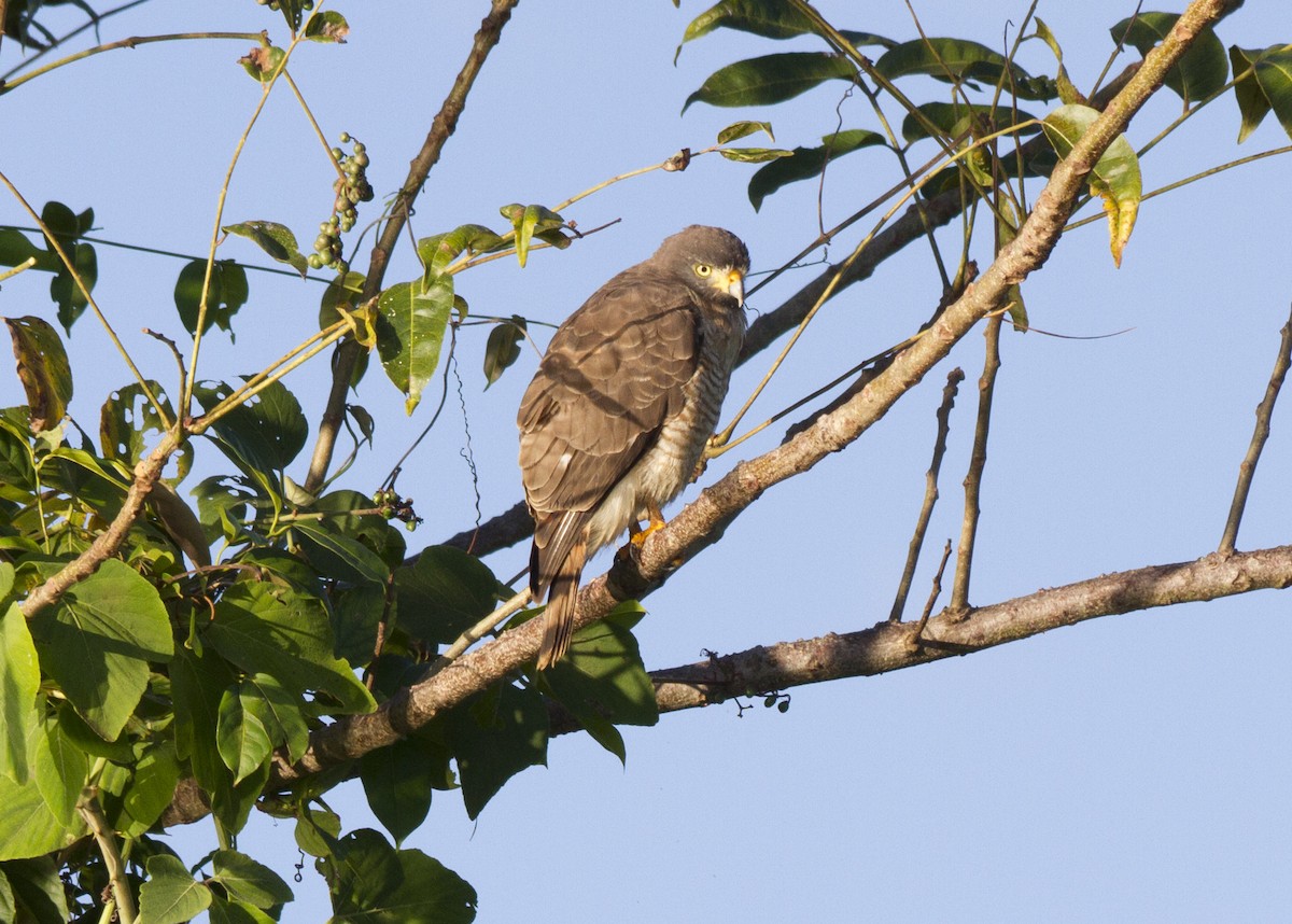 Roadside Hawk - ML202756781