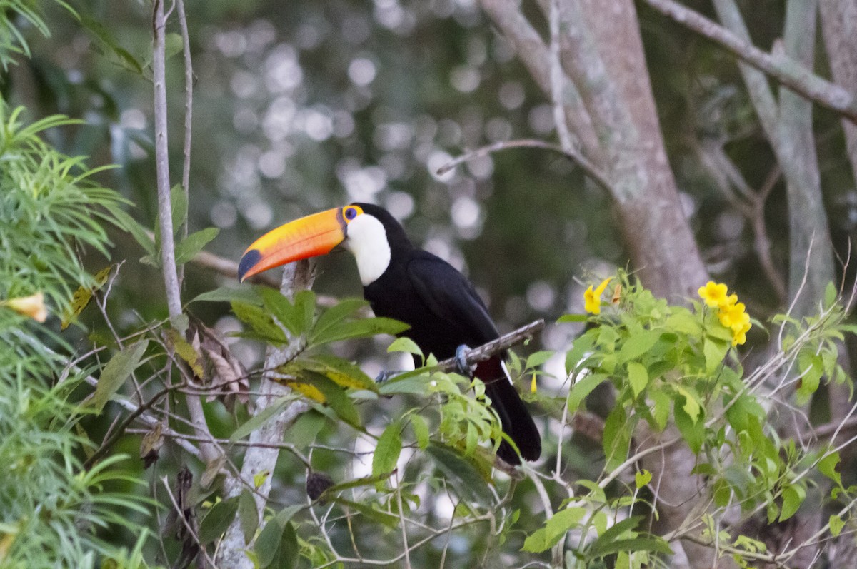 Toucan toco - ML202756891