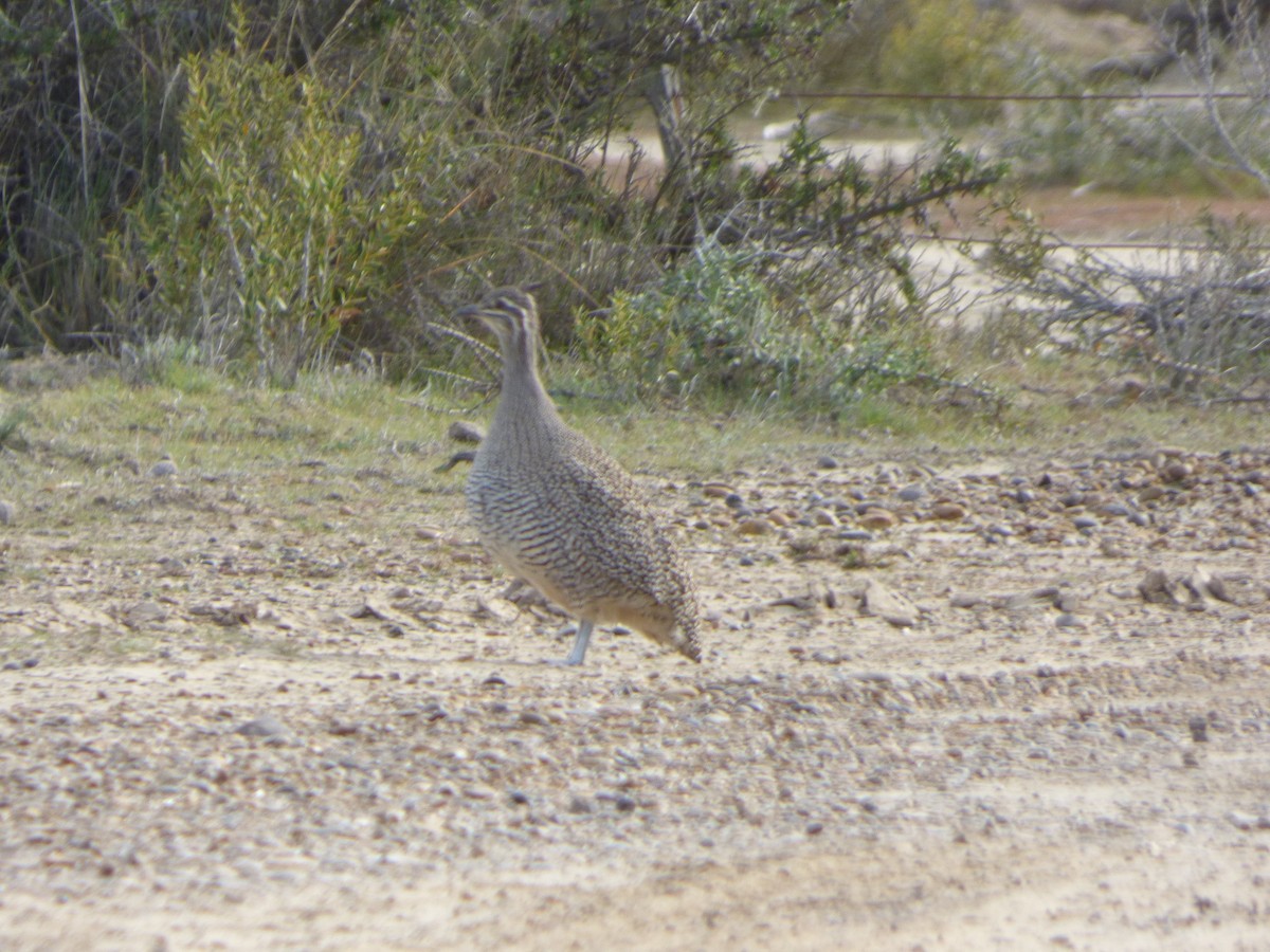 Elegant Crested-Tinamou - ML202756901