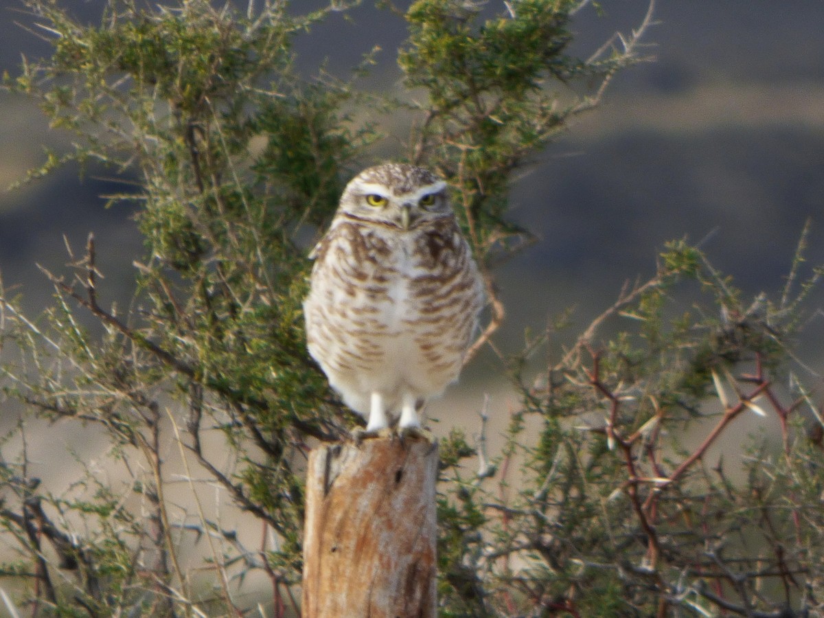 Burrowing Owl - ML202758351