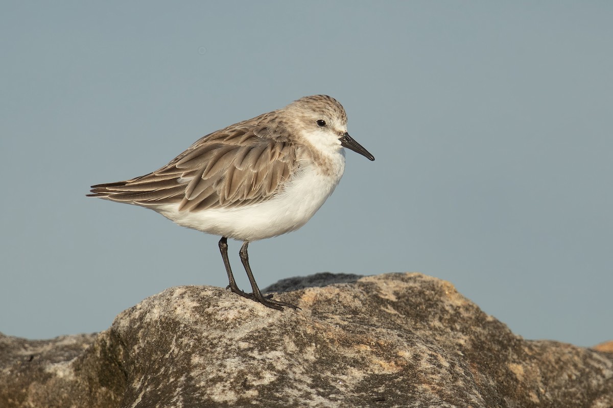 Red-necked Stint - JJ Harrison