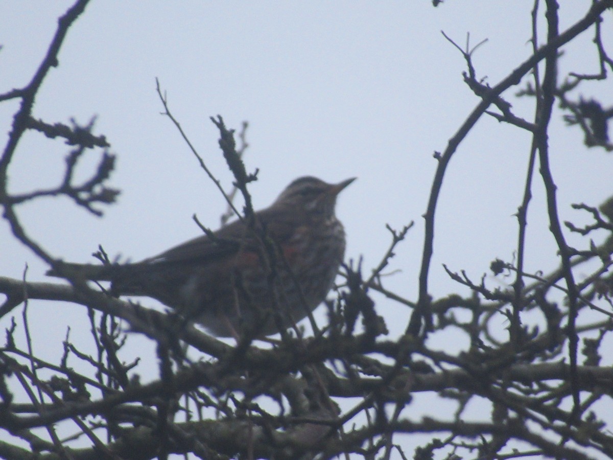 Redwing - ML202758951