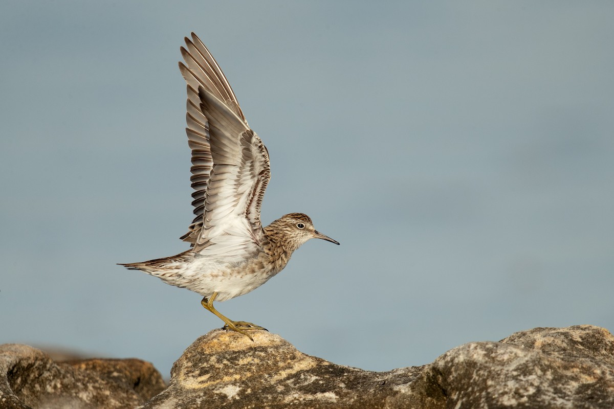 Sharp-tailed Sandpiper - ML202758961