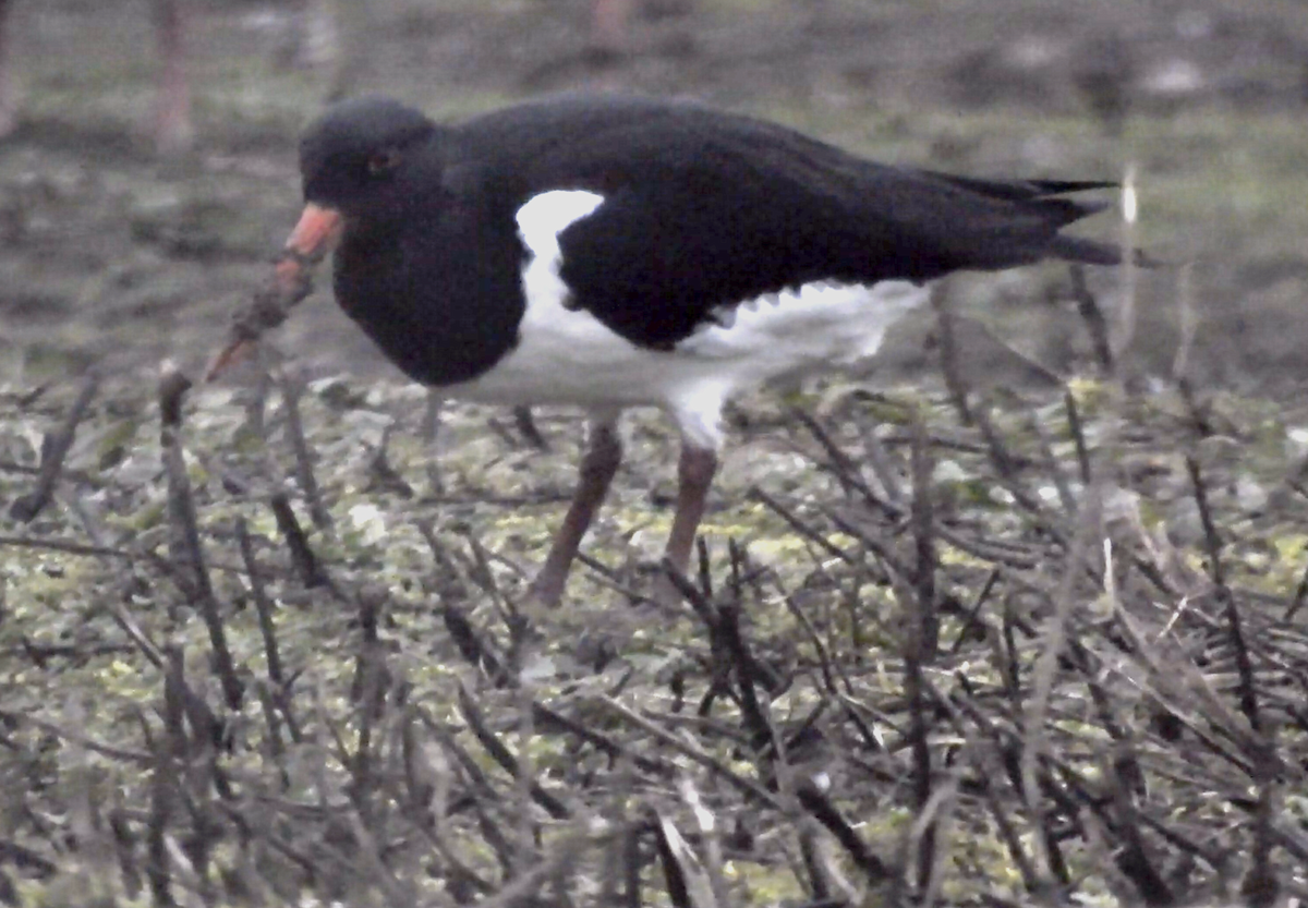 Eurasian Oystercatcher - Nick Simon